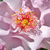 Rózsaszín - Virágágyi floribunda rózsa - Odyssey